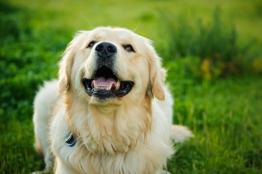 Cute Pet Dog Outdoors