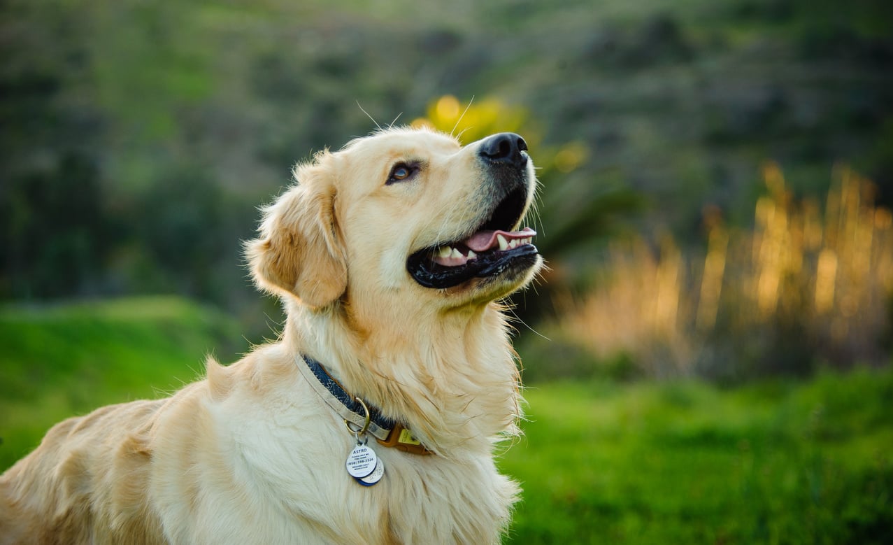 Cute Pet Dog Outdoors